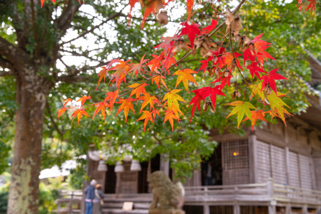 城上神社の紅葉